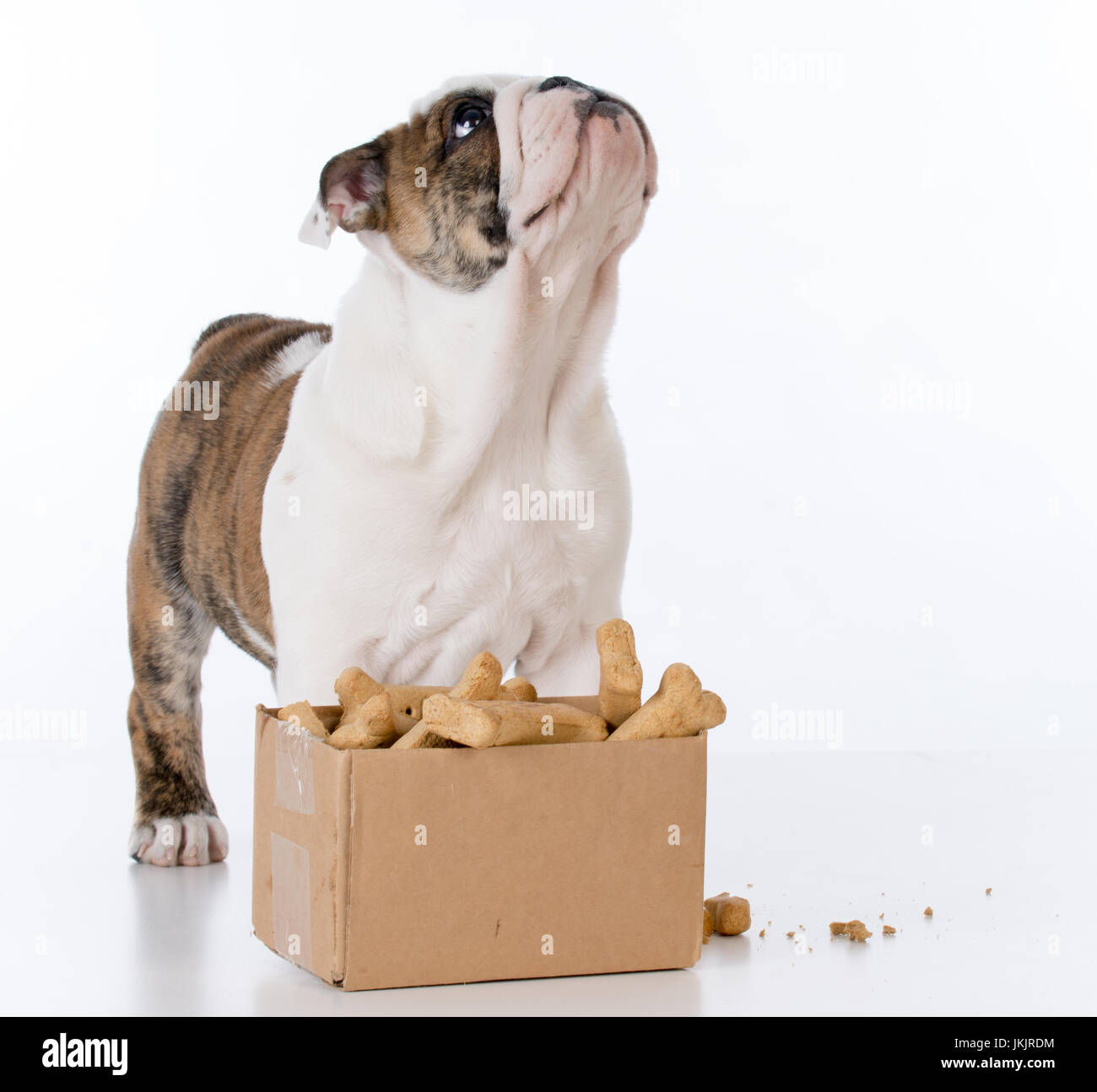 Chiot bouledogue avec une boîte en carton pleine d'ossements Banque D'Images