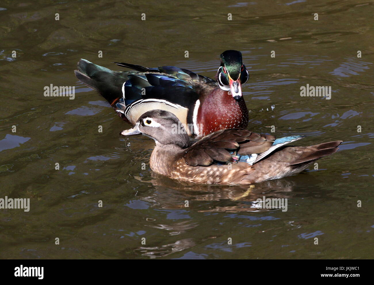 Homme et femme en bois d'Amérique du Nord ou de canard canard Caroline (Aix sponsa) nager ensemble. Banque D'Images