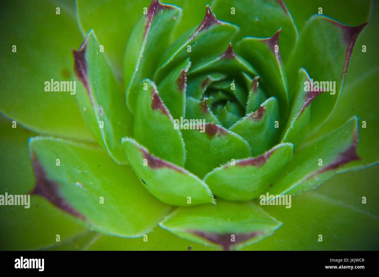 Libre de Sempervivum calcareum-houseleek green fleurs photo Banque D'Images