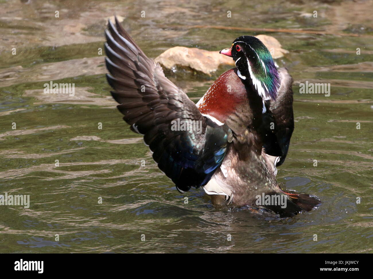 Le bois nord-américain d'hommes ou de canard canard Caroline (Aix sponsa), battre ses ailes tout en se baignant. Banque D'Images