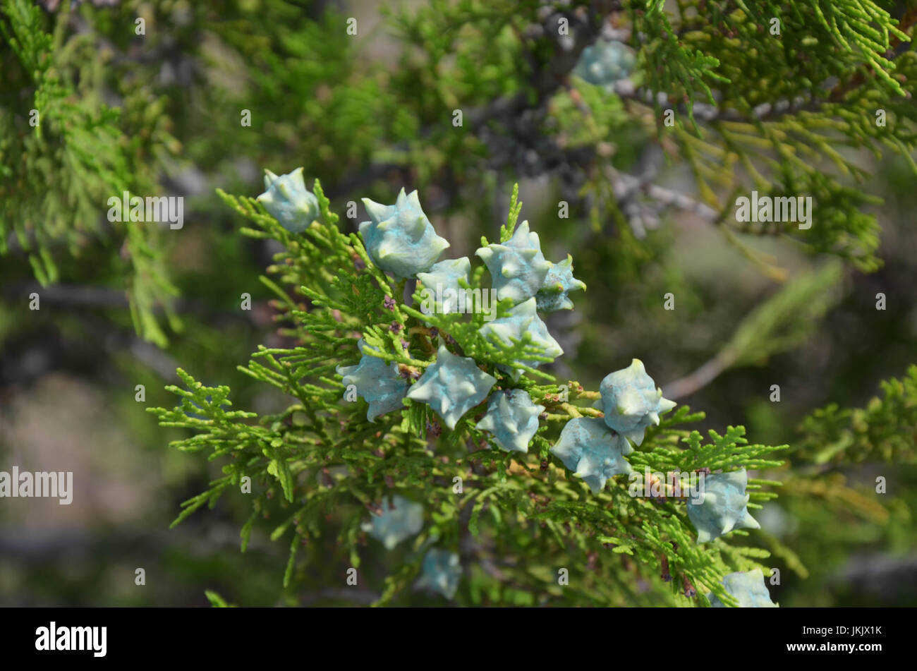 Les jeunes branches Thuja vert avec des fruits close-up Banque D'Images