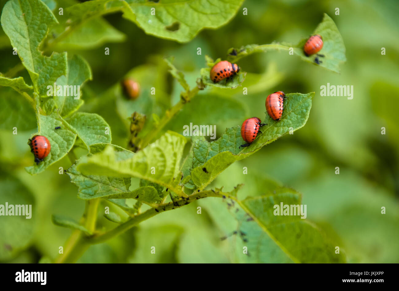 La larve de doryphore rouge nourrir Banque D'Images