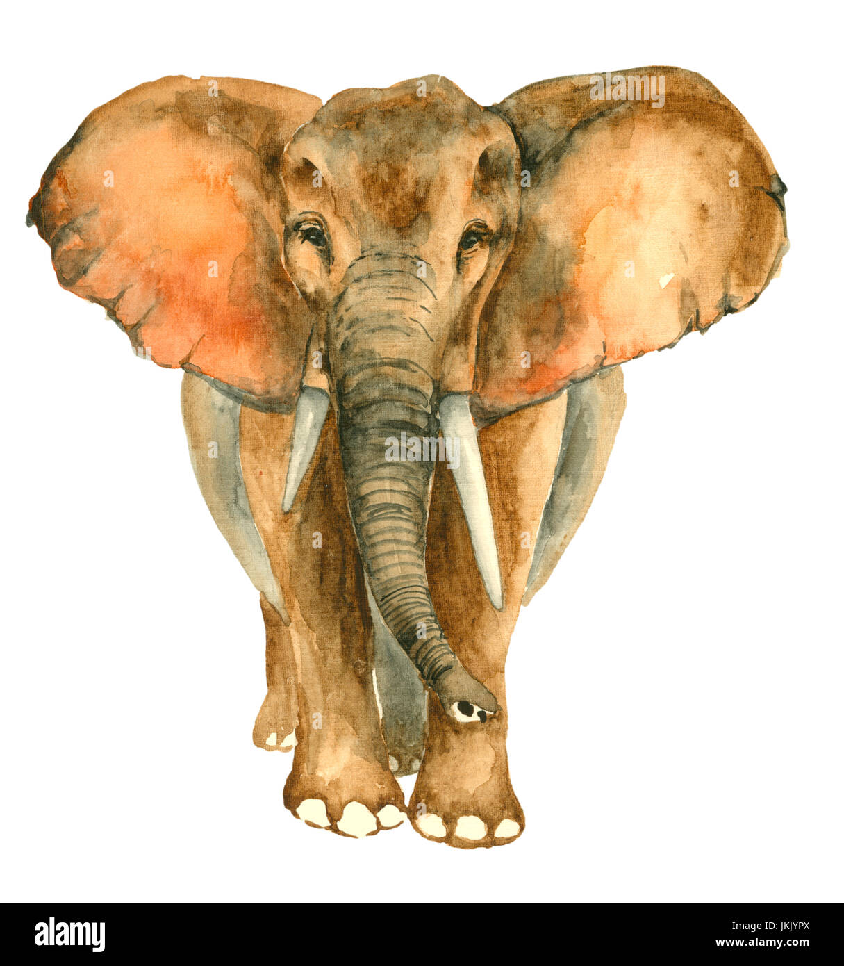 Éléphant dessiné à la main à l'aquarelle Banque D'Images