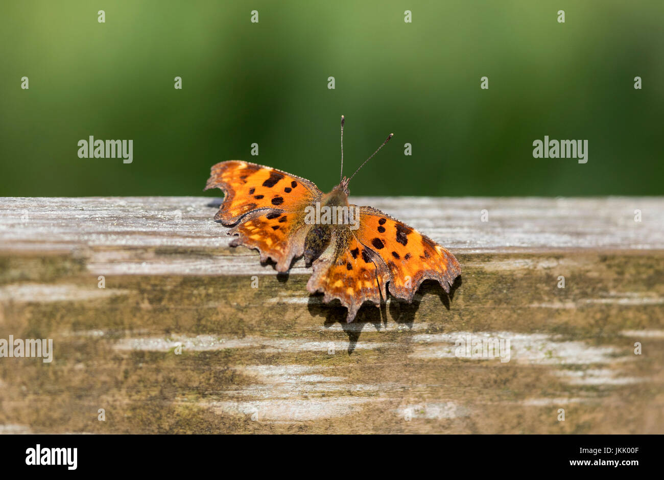 Comma butterfly7 Banque D'Images