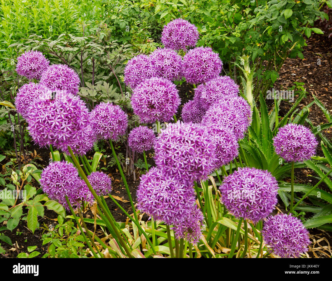 Groupe de grandes fleurs rose / violet globulaire du cultivar d'Allium, oignon d'ornement, contre le feuillage vert en arrière-plan Banque D'Images