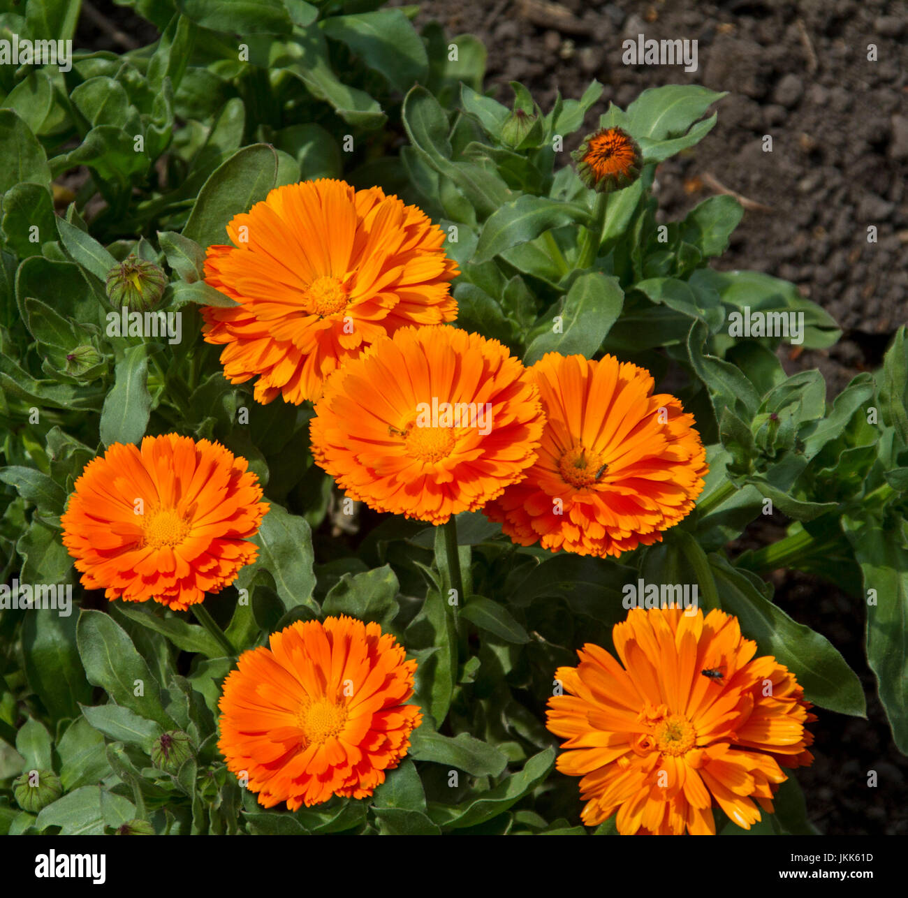 Grappe de fleurs orange vif et feuilles vert foncé de calendula Banque D'Images