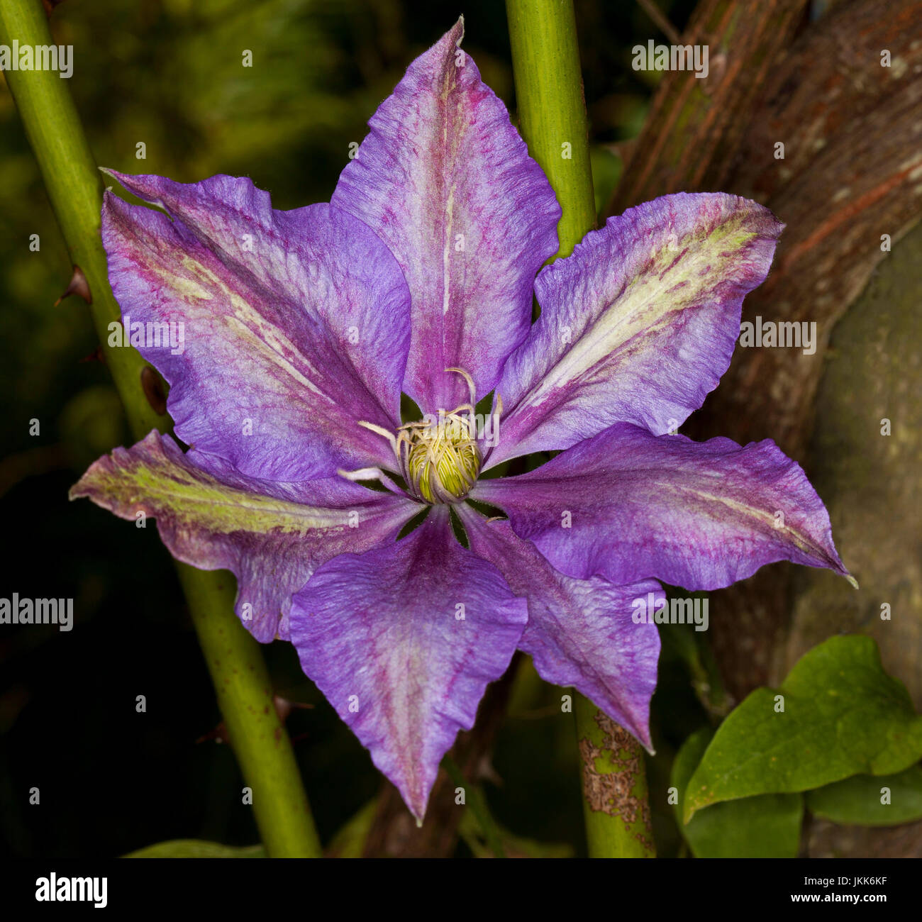 Grande fleur mauve / violet de clématites, un grimpeur de feuillus, sur un fond sombre Banque D'Images