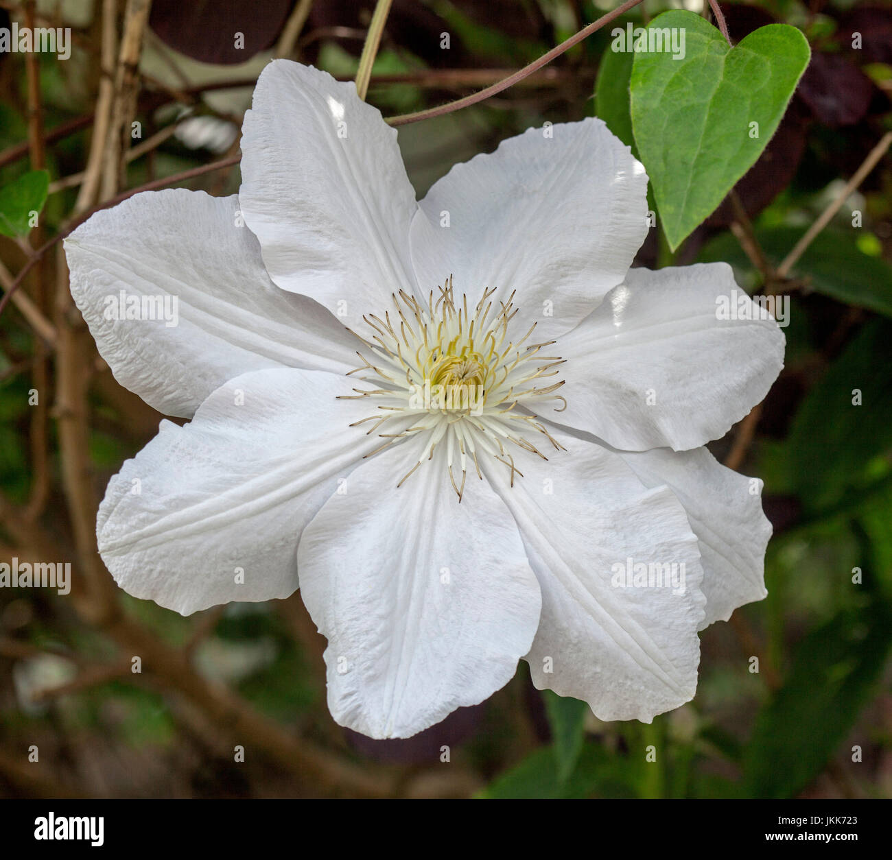 Grande fleur blanche de clématites, un grimpeur de feuillus, sur un fond sombre Banque D'Images