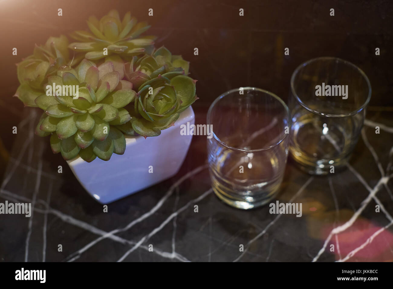 succulentes Banque D'Images