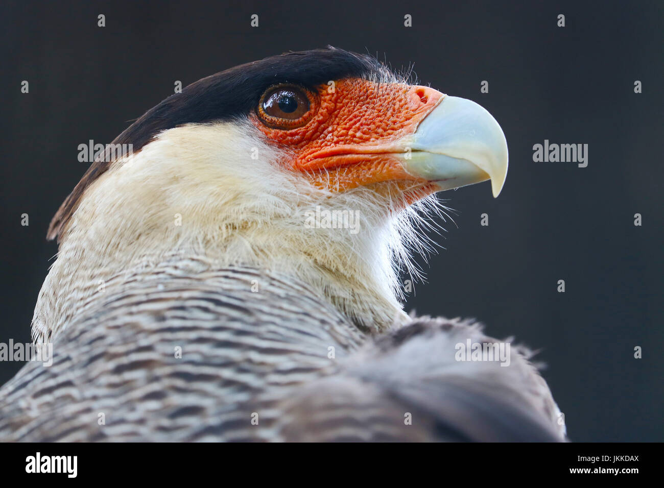 Chef d'un caracara huppé oiseau de proie en vue de profil Banque D'Images