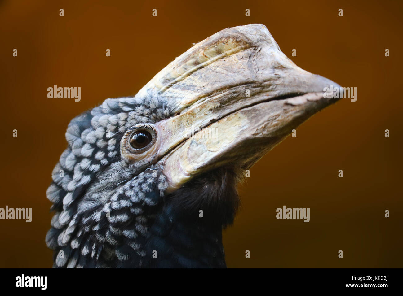 Chef d'un oriental pied hornbill oiseau avec un bec étrange en vue de profil regardant vers le haut Banque D'Images