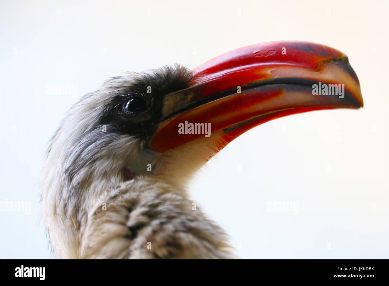 Chef d'un oiseau calao toko mâle avec un long bec rouge incurvé impressionnant Banque D'Images