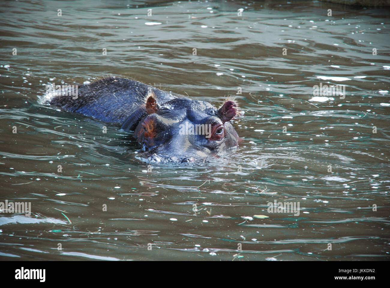 Hippopotame dans l'eau Banque D'Images