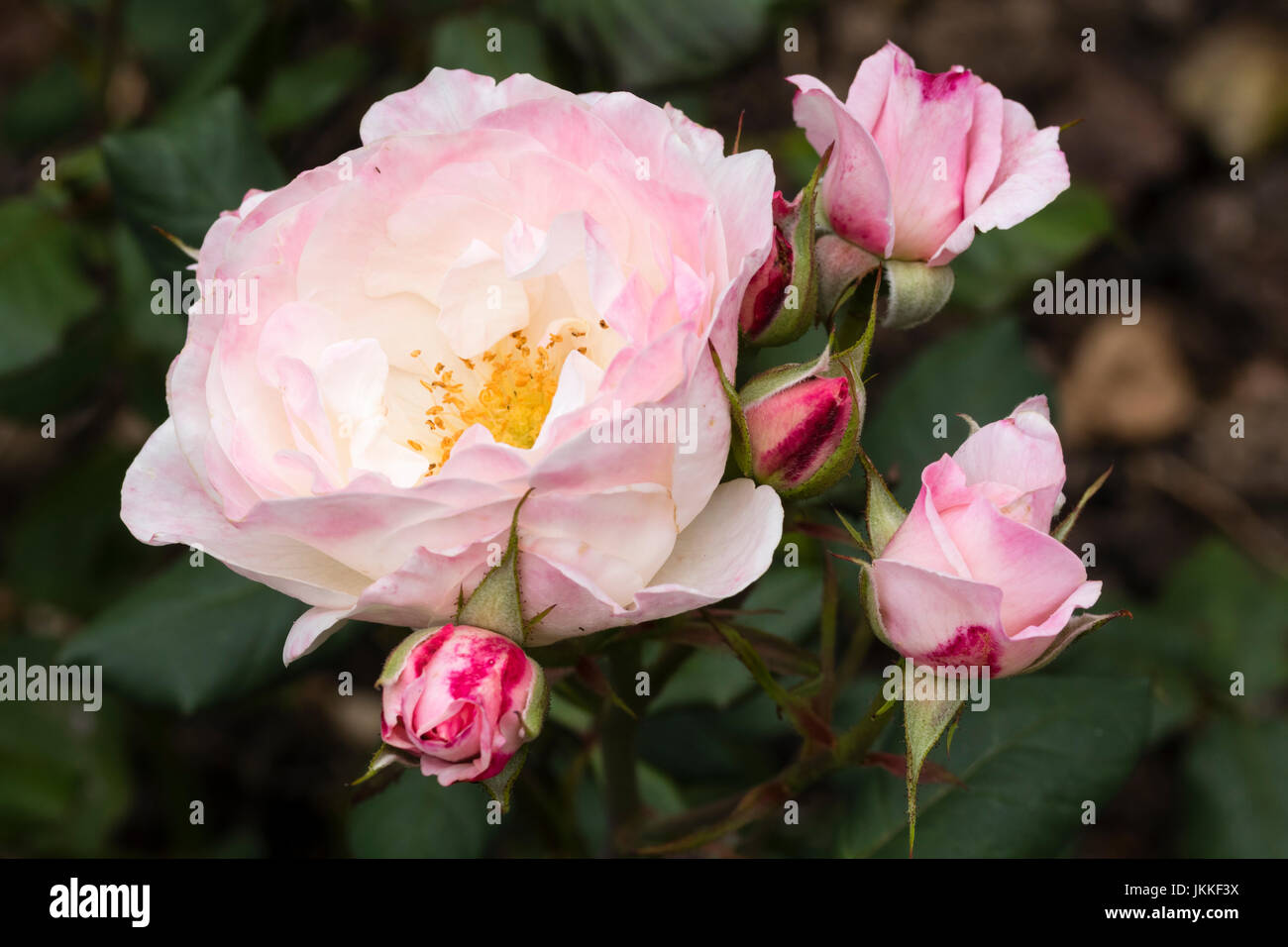 Bourgeons et fleurs de la double semi rose parfumé floribunda rose, Rosa 'Anglais Miss' Banque D'Images