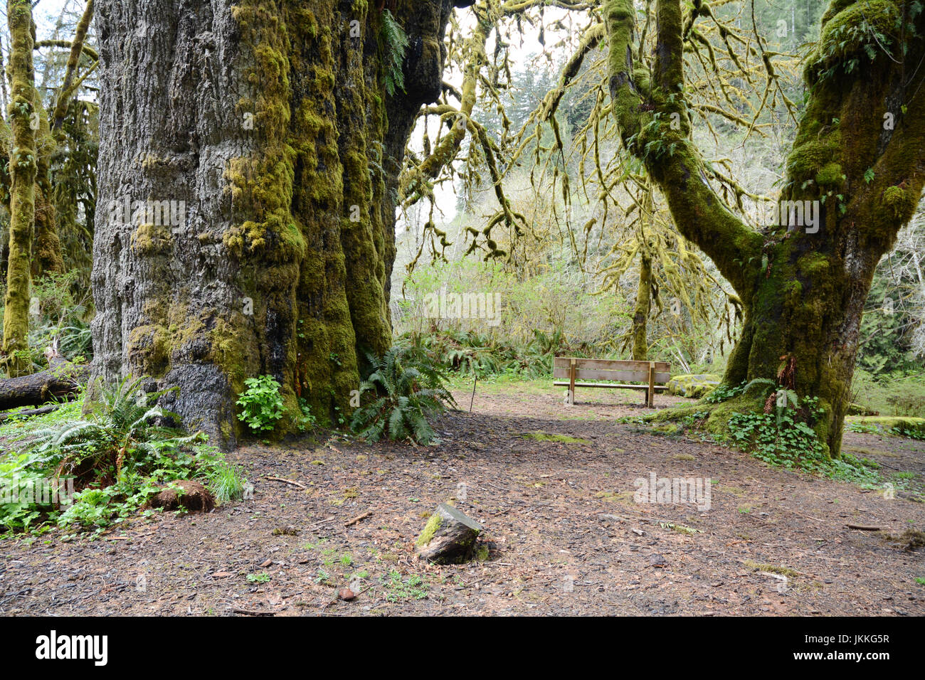 Le San Juan Pin (à gauche), un géant, les vieux peuplements de mélèze arbre dans la forêt tropicale près de Port Renfrew (Colombie-Britannique), Canada. Banque D'Images