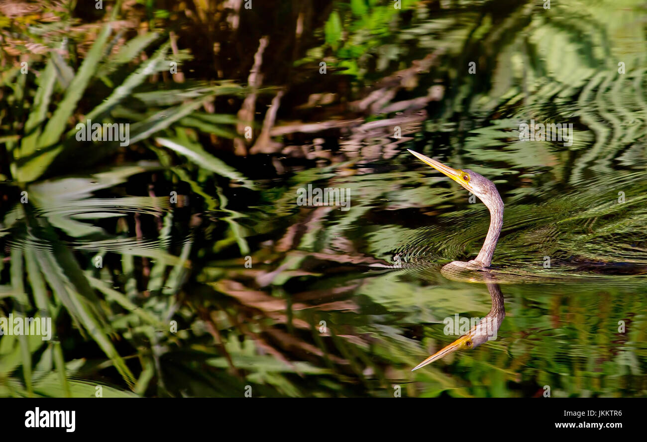 L'anhinga glisse gracieusement le long de la ligne d'eau dans les Everglades de Floride. Anhingas sont à la fois gracieuse et habile nageur. Banque D'Images