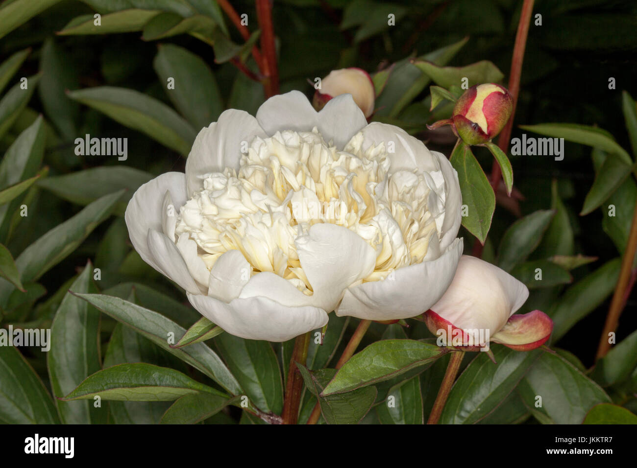 Grande fleur blanche et rouge bourgeons couverts de pivoines sur fond de feuillage vert foncé Banque D'Images