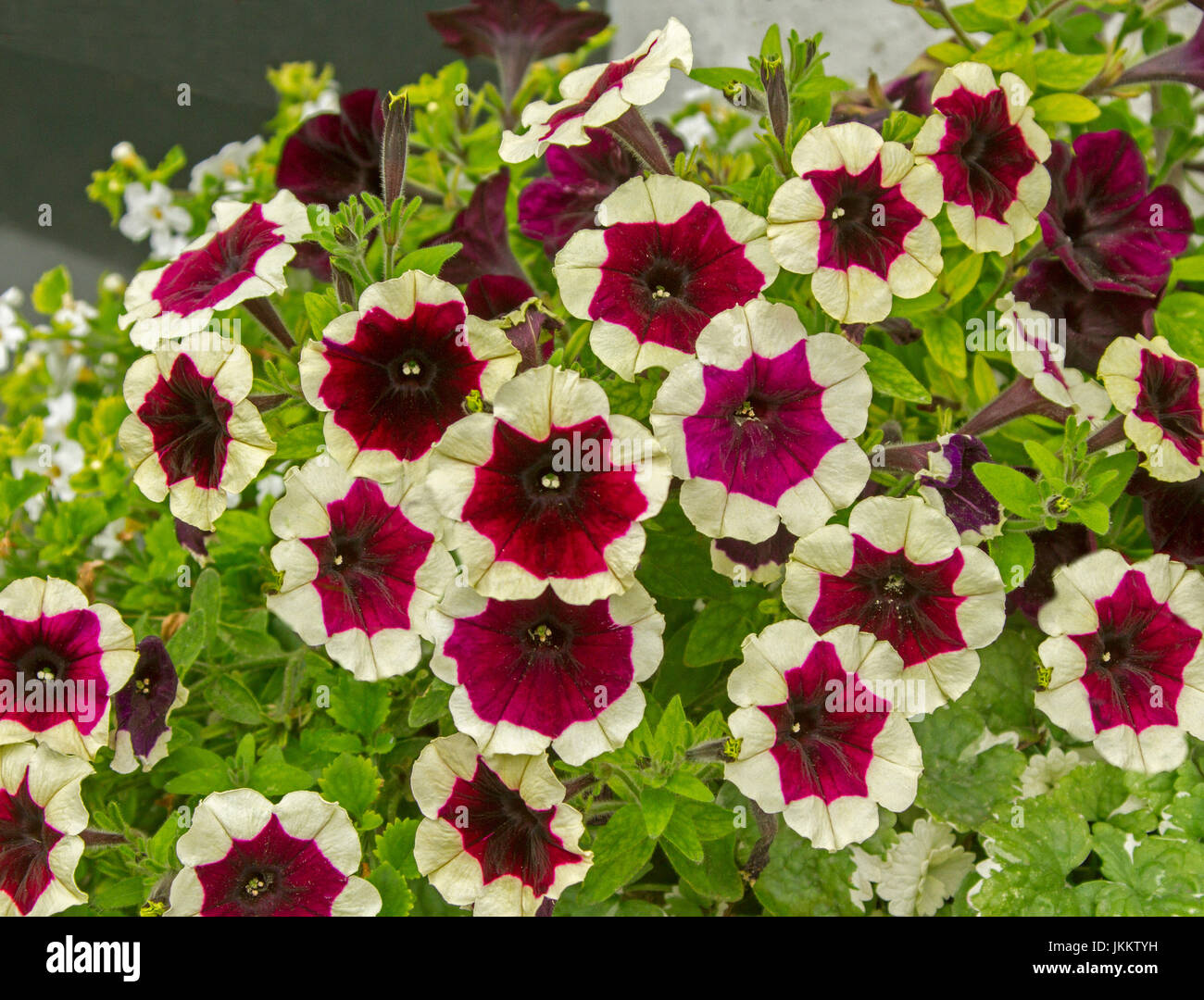 Groupe d'inhabituel et de superbes fleurs pétunia rouge foncé avec les bords des pétales ourlés avec crème et blanc et sur fond de feuilles vertes Banque D'Images