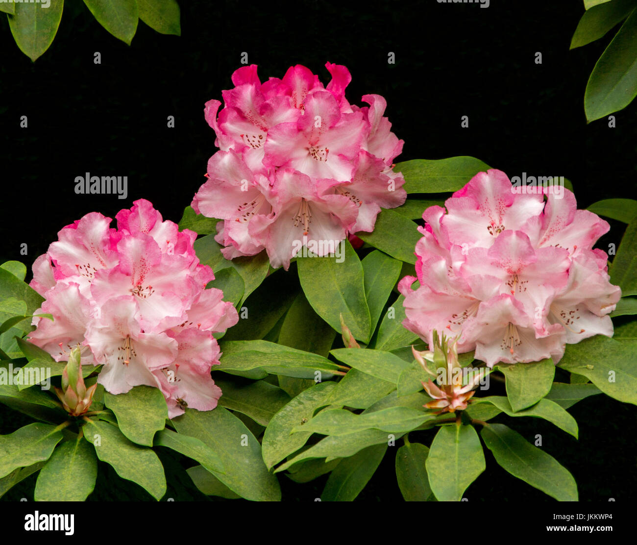 Belle grappe de fleurs de rhododendron rose et blanc et une feuilles vertes sur fond noir. Banque D'Images