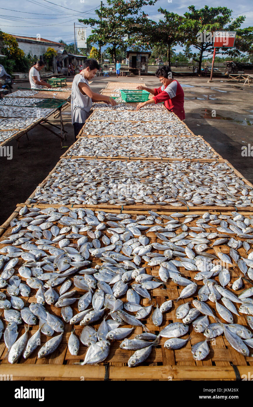 Les philippins de séchage au soleil Danggit poisson sur les racks de bambou dans Cadix Ville, Negros occidental, aux Philippines. Banque D'Images