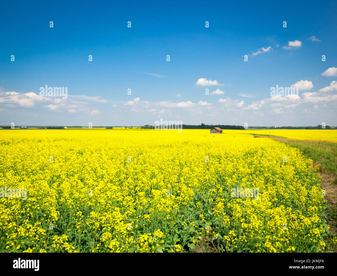 Les fleurs jaune brillant d'un champ de canola près de Beaumont, en Alberta, Canada. Banque D'Images