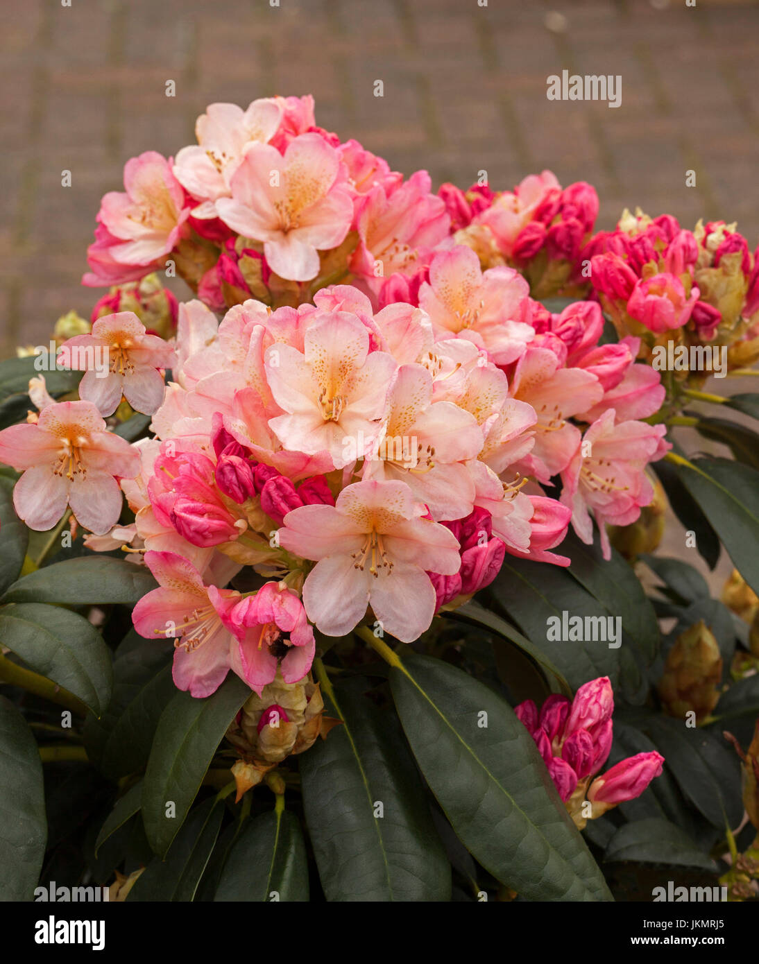 Grappe de superbes fleurs rose pâle et d'abricot et de bourgeons rouge Rhododendron 'Golden Torch' Banque D'Images