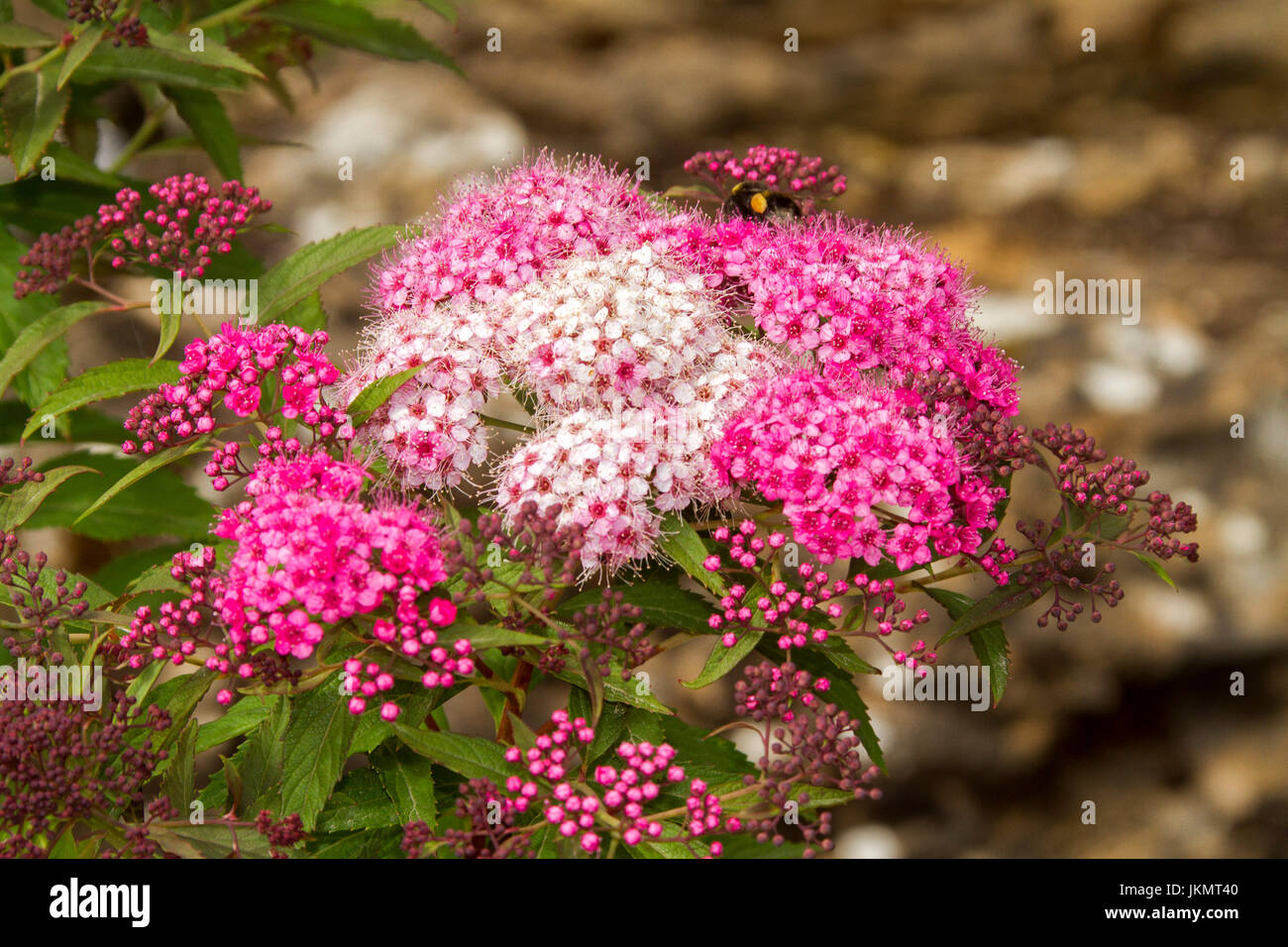 Vue Panoramique Des Grappes De Fleurs Rose Et Rouge