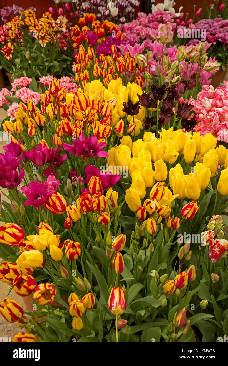 L'affichage spectaculaire de tulipes plantées avec des fleurs spectaculaires et insolites - chambre double rose, rouge foncé, strié de rouge, or et jaune vif, Banque D'Images