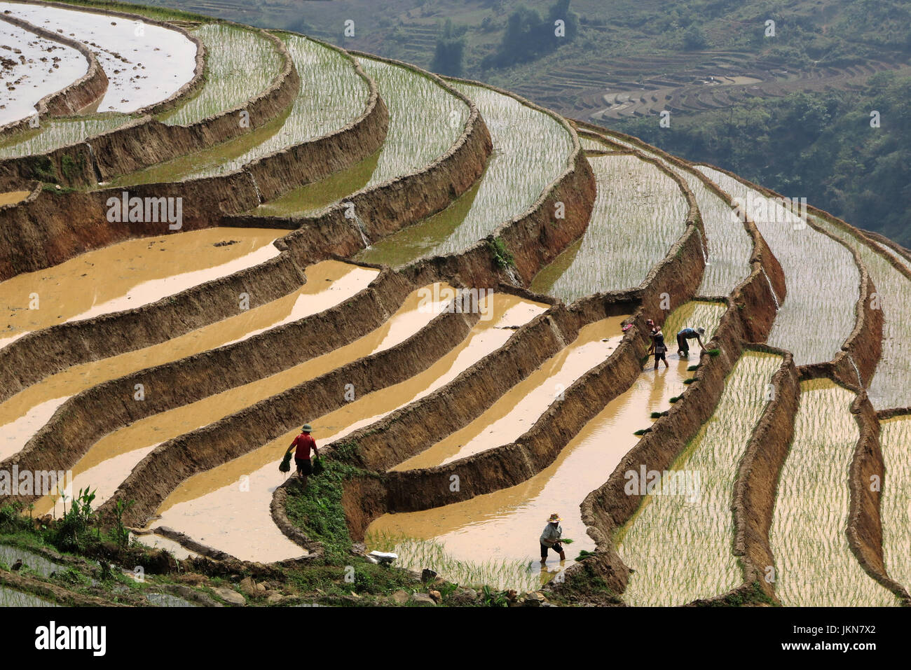 Vue panoramique sur les rizières près de Sapa, Vietnam du Nord. Banque D'Images