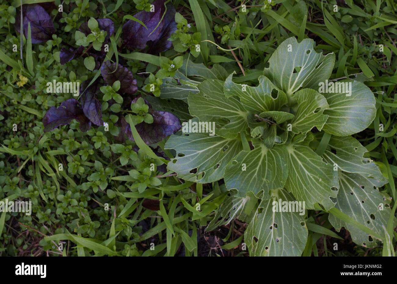 Un cadre verdoyant avec bok choy trous caterpillar close up, dans un jardin de mauvaises herbes. Banque D'Images