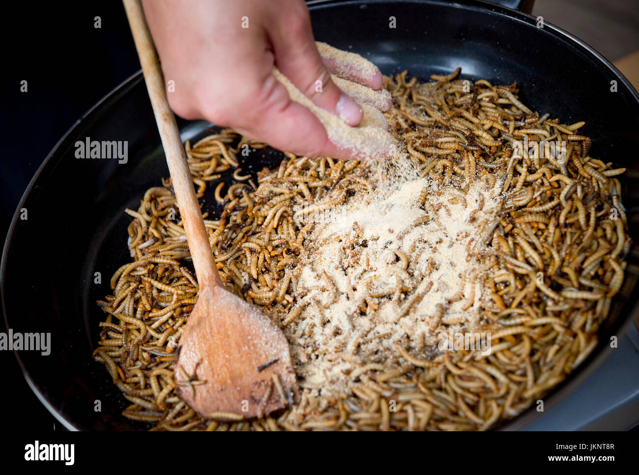 Prague, République tchèque. 22 juillet, 2017. Zoo de Prague a préparé des plats pour les visiteurs de l'insecte inhabituel dans la journée d'insectivores à Prague, République tchèque, le 22 juillet 2017. Sur la photo Tenebrio molitor, larve, ténébrion meunier. Photo : CTK Vit Simanek/Photo/Alamy Live News Banque D'Images