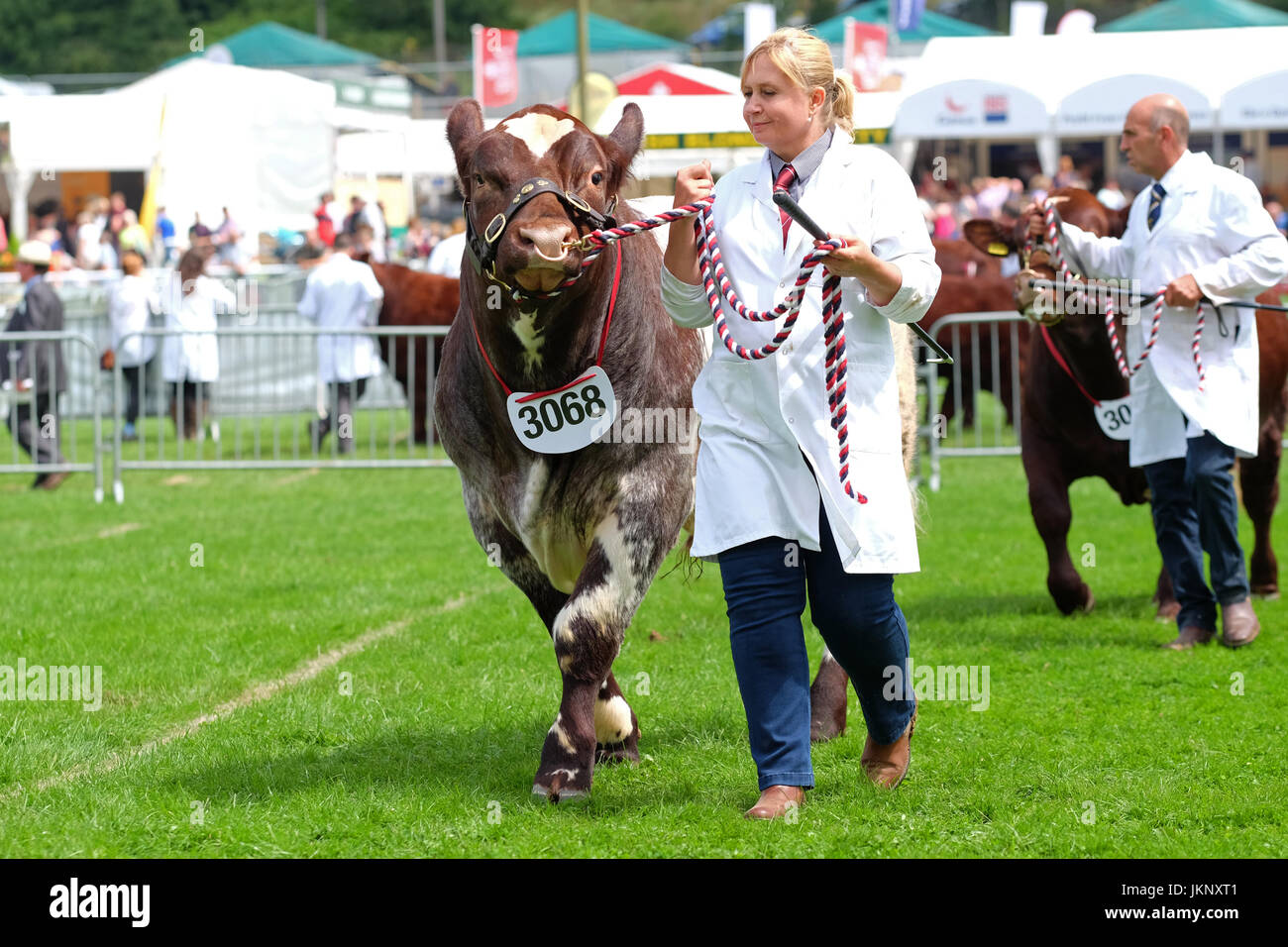 Royal Welsh Show, le Pays de Galles - Juillet 2017 - un boeuf Shorthorn bull est marché autour de l'anneau de jugement au Royal Welsh Show avec sa femelle - gestionnaire d'aujourd'hui est le jour de l'ouverture de la plus grande foire agricole de quatre jours en Europe - Crédit : Steven Mai/Alamy Live News Banque D'Images