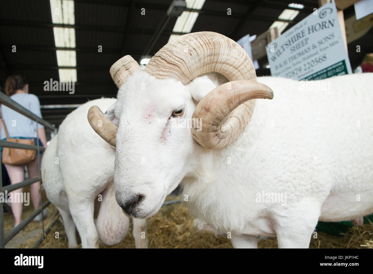 Builth Wells, Pays de Galles, Royaume-Uni. 24 juillet, 2017. Wiltshire Horn Sheep dans son stylo au Royal Welsh Showground.Llanelwedd, Builth Wells, Powys, Wales, UK.quelques jour de l'ouverture de 4 jours de l'événement, qui est le plus grand du genre en Europe. Crédit : Paul Quayle/Alamy Live News Banque D'Images