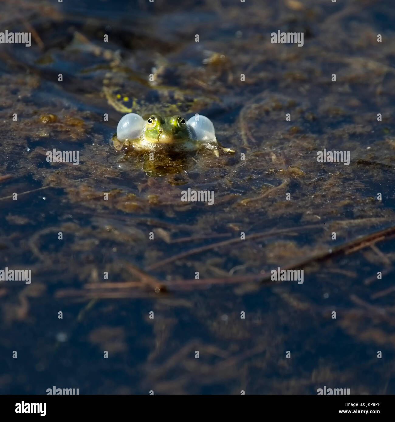 Grenouille comestible (Pelophylax esculentus), à l'appelant de Wahner Heide, près de Cologne (Köln), Allemagne. Banque D'Images