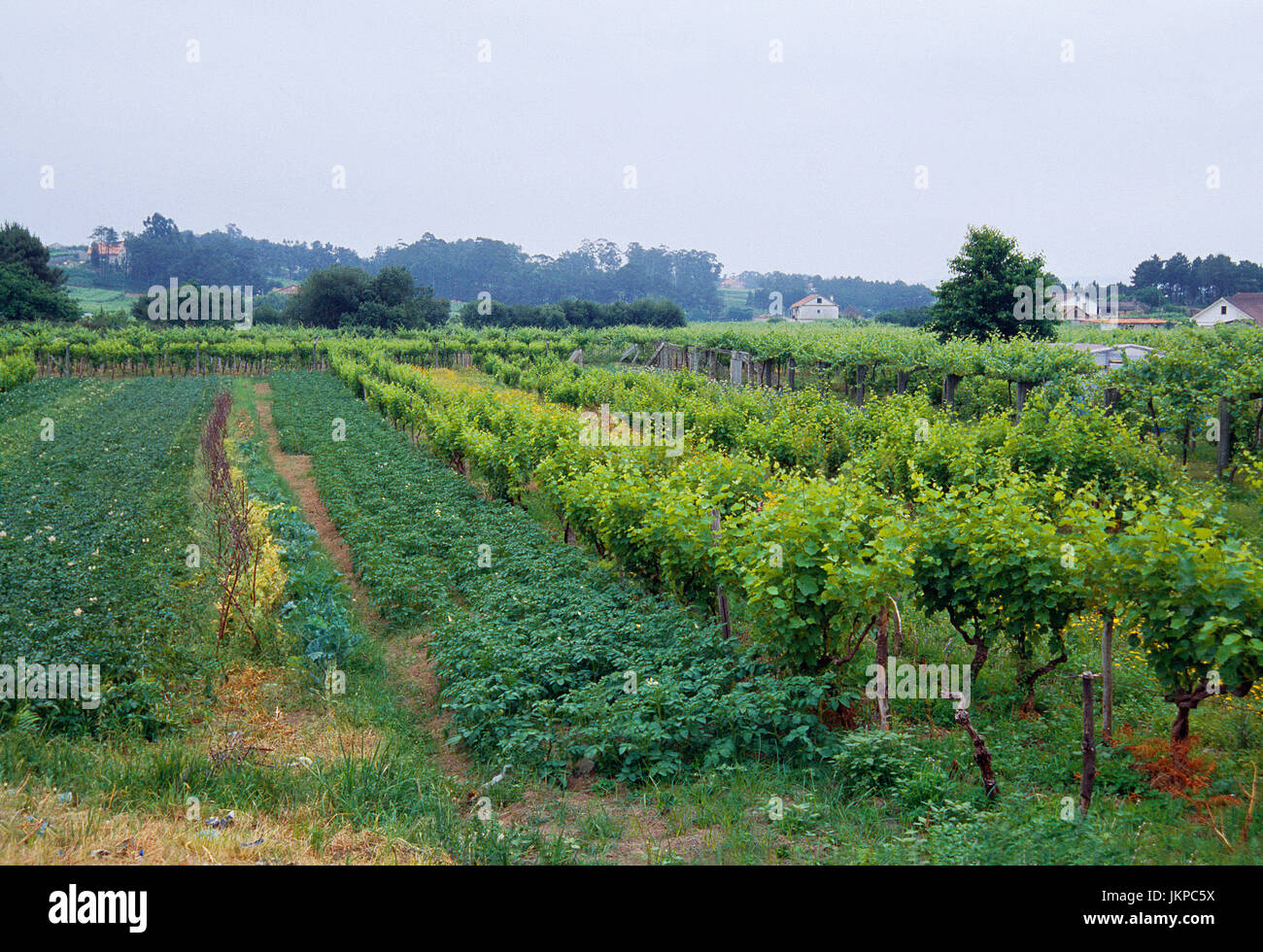 Vignoble. Cambados, province de Pontevedra, Galice, Espagne. Banque D'Images