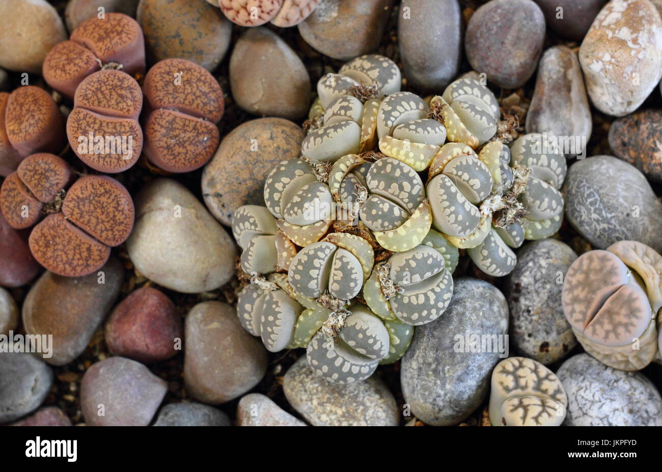 Pierres vivantes (Lithops) plantes succulentes s'épanouir dans un jardin d'intérieur recouvert de gravier, UK Banque D'Images