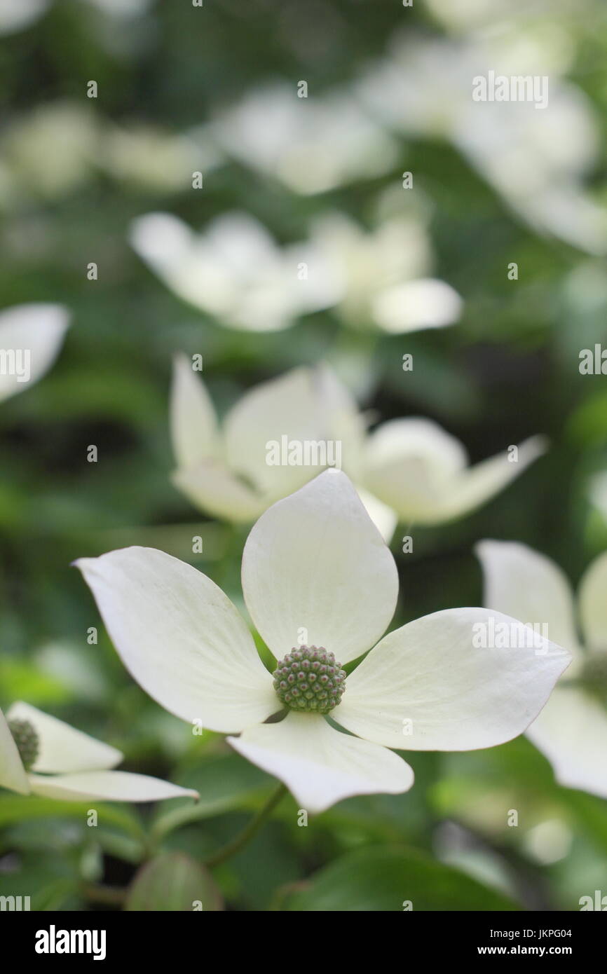 Cornus 'Norman Hadden' Cornouiller fleuri en pleine floraison dans un jardin anglais en été (juillet) Banque D'Images