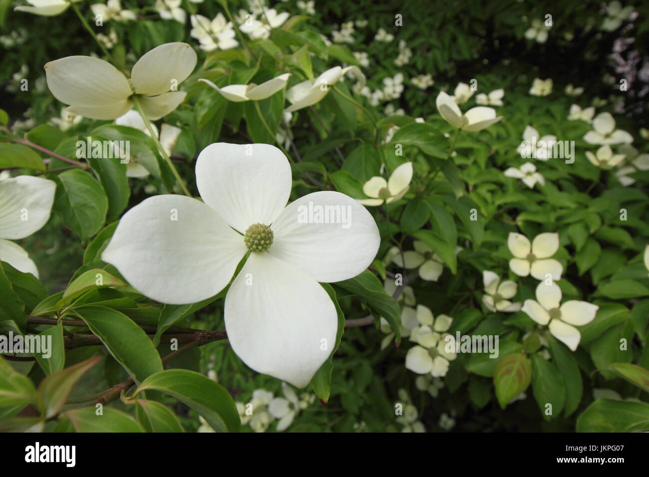 Cornus 'Norman Hadden' Cornouiller fleuri en pleine floraison dans un jardin anglais en été (juillet) Banque D'Images