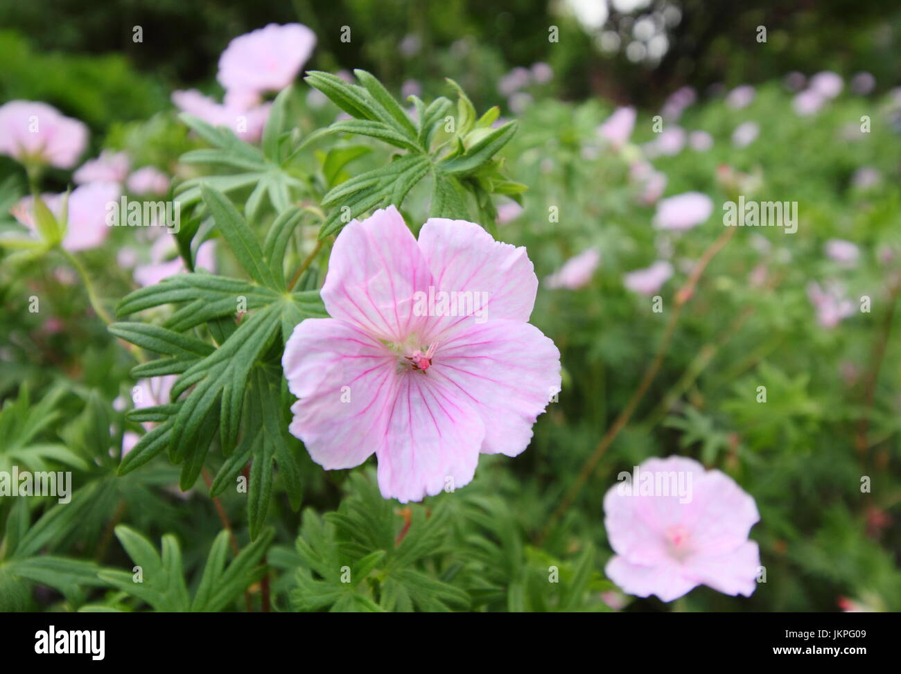 Geranium sanguineum 'striatum' (splendens) en pleine floraison dans un jardin d'été - juin, UK Banque D'Images