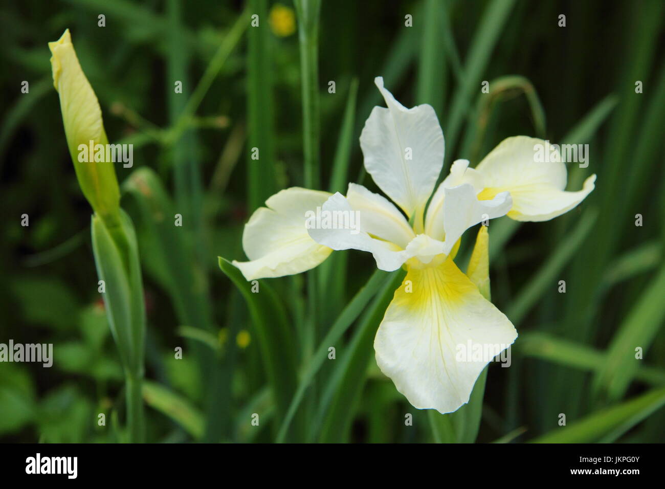 Iris sibirica 'Dalesage Yellow' Iris de Sibérie, ou pavillon de Sibérie, la floraison dans un jardin en bordure de l'été (juin) Banque D'Images