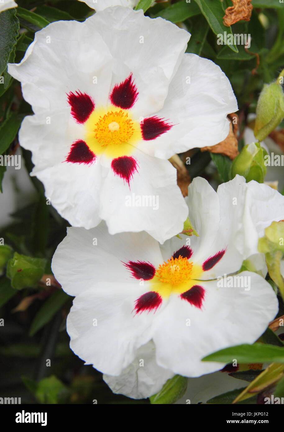 Rock rose blanc tacheté (cistus x aguilari maculatus) Floraison en milieu de l'été (juin) Banque D'Images