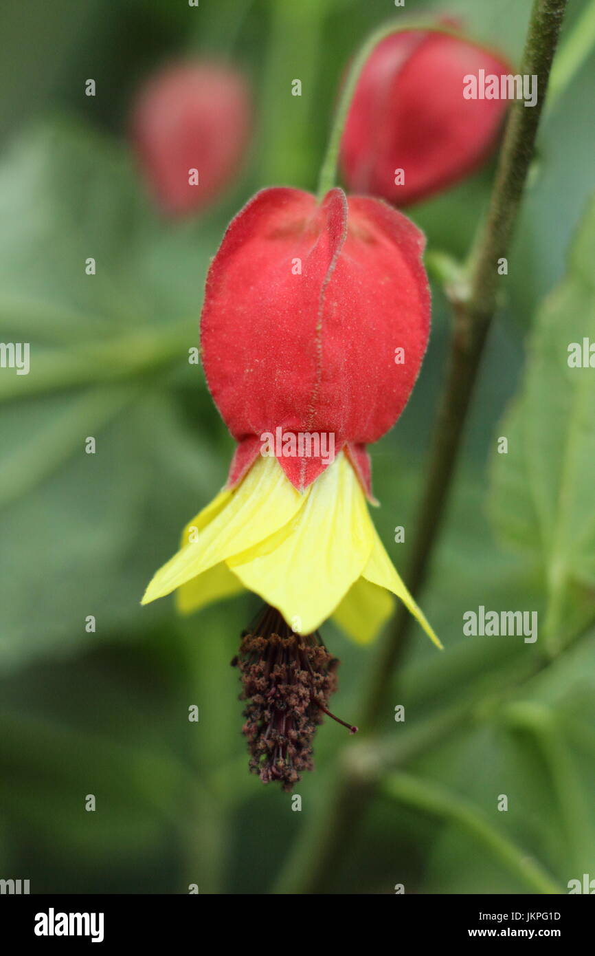 Des Abutilin ou Abutilon megapotamicum, plante en pleine floraison dans un climat chaud et ensoleillé piscine place en juin, UK Banque D'Images