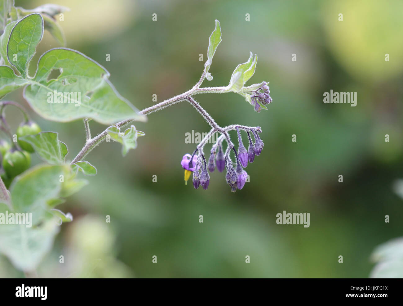 Solanum dulcamara douce-amère. Photo : Tony Gale Banque D'Images