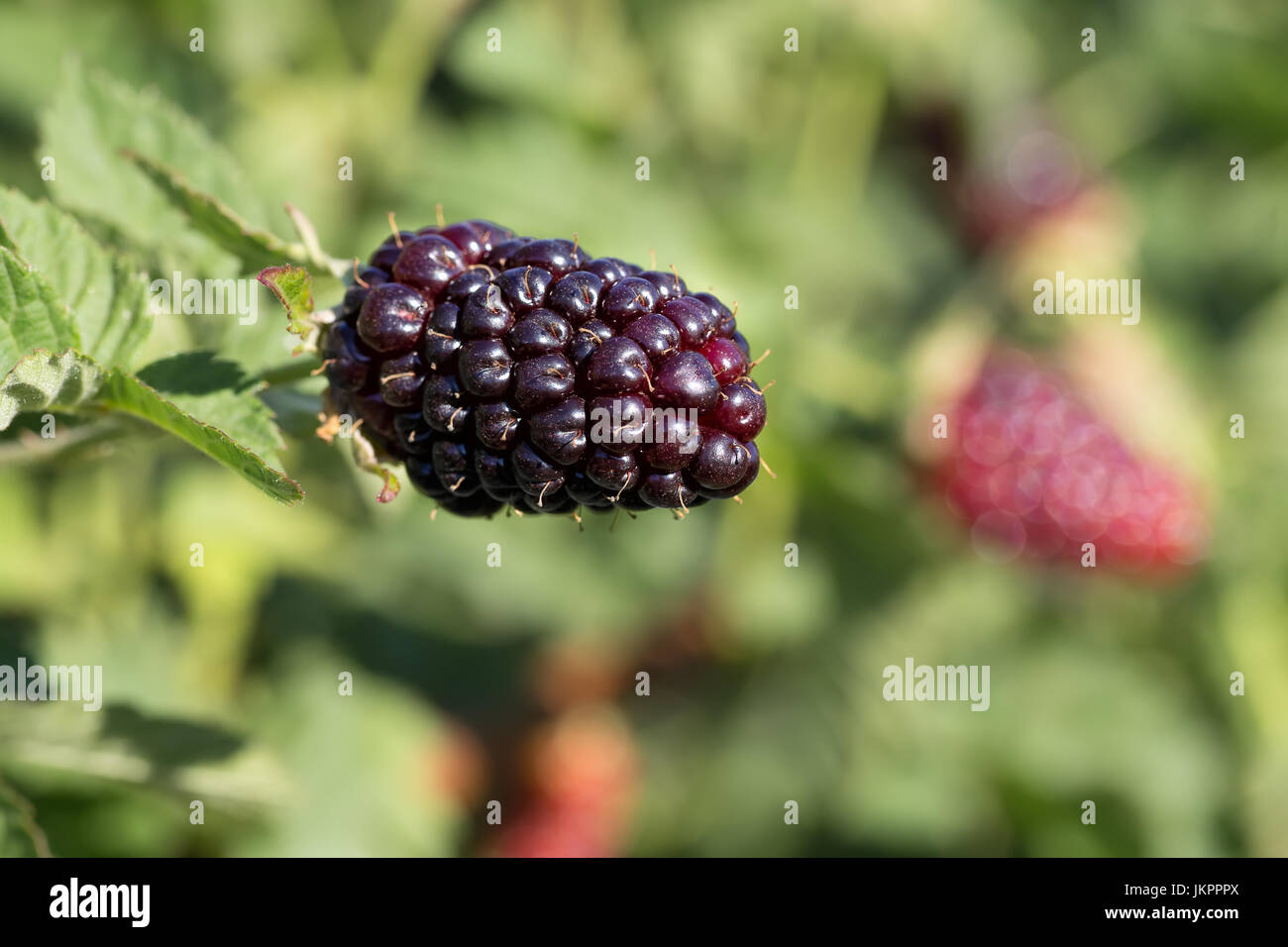 Les mûres sur le buisson Banque D'Images