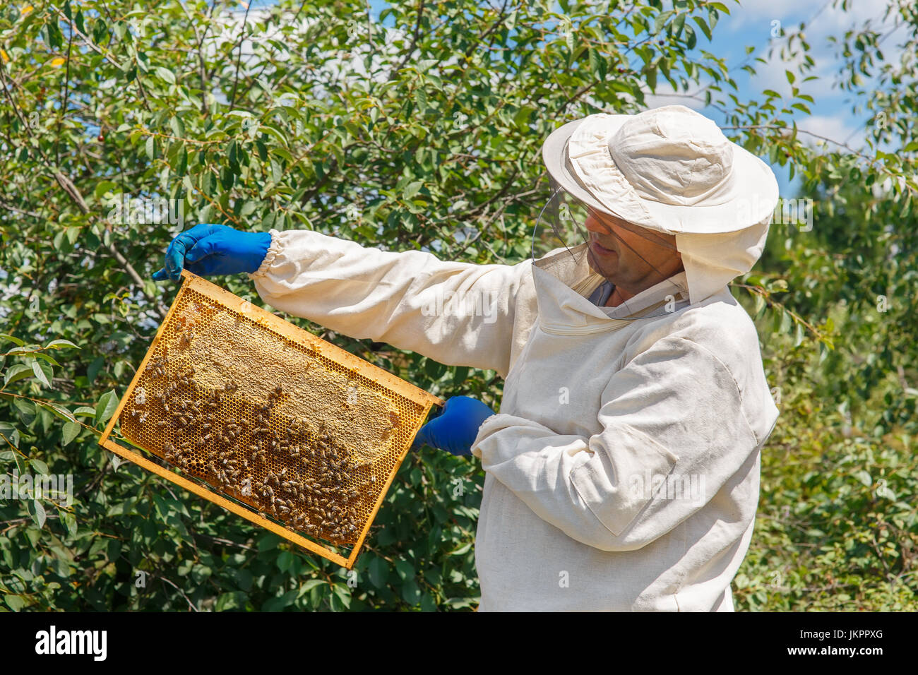 La tenue d'un apiculteur miel Banque D'Images