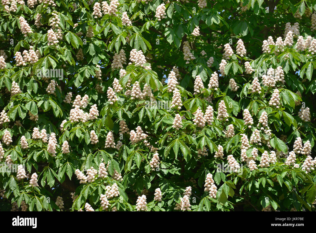 Horse Chestnut, blossom, Berlin, Allemagne, Rosskastanie, Bluete, Deutschland Banque D'Images