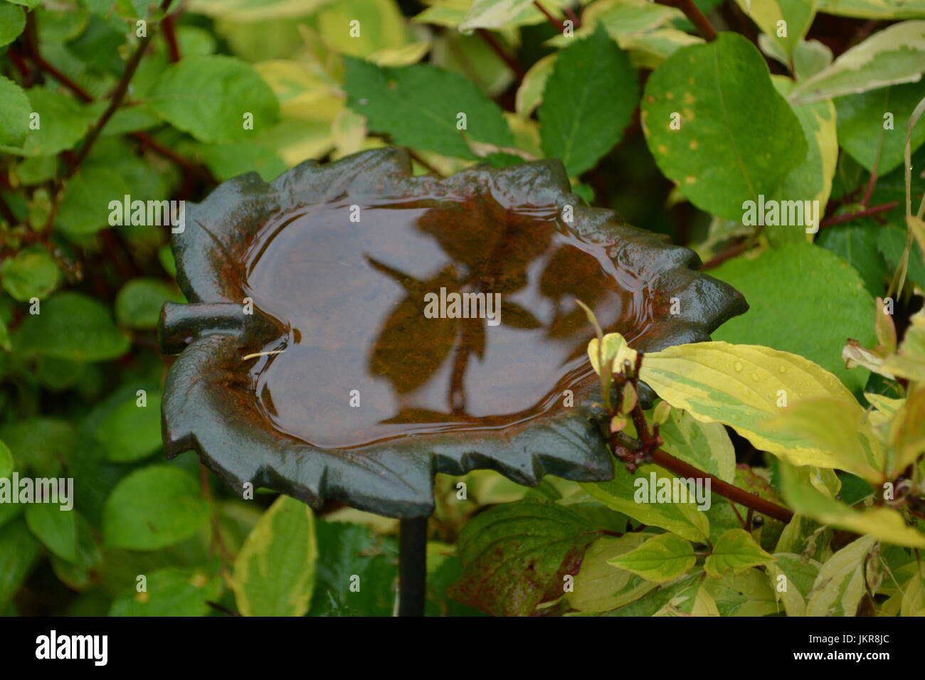 Close up of Small decorative en forme de feuilles de métal ornemental rempli d'eau vert-de-bain d'oiseaux attaché à un pieu métallique entouré par des arbustes à feuilles persistantes Banque D'Images