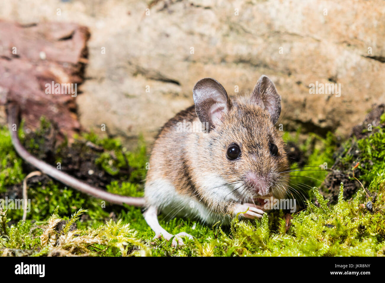 Une femelle woodmouse (Germany) Banque D'Images