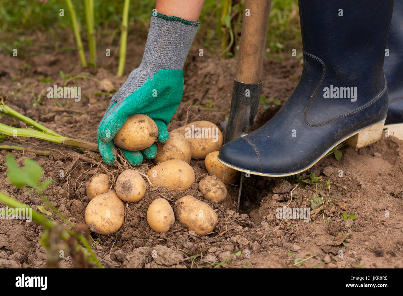 La récolte des pommes. La productrice de pommes de terre fraîches tenir dans sa main près du sol. La pomme de terre fraîche. Moment de la récolte, de la saison. Banque D'Images