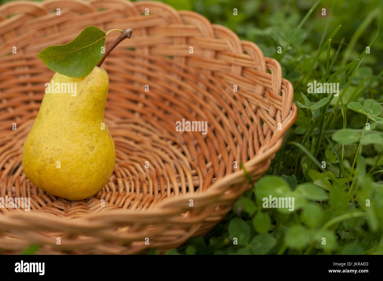L'une des poires jaunes frais mûrs avec feuille dans panier en osier sur l'herbe verte à l'extérieur, Close-up. Fond de panier en osier rempli de poire mûre. Fres Banque D'Images